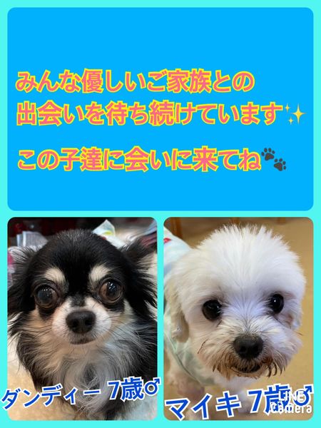 🐾今日の里親様募集中ワンコ🐶メンバーです🐾2022,6,4【保護犬カフェ天神橋店】